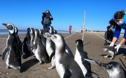 Devolvieron al mar a 18 pingüinos que habían sido rescatados