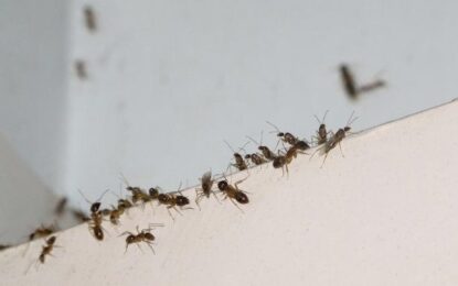 Invasión de hormigas en casas de la Ciudad de Buenos Aires y el Conurbano