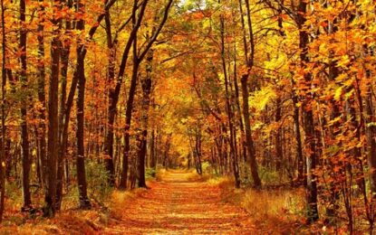 Cuáles son las mejores actividades para hacer en otoño, según la IA