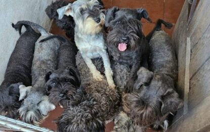 Maltrato animal: rescataron 20 perros de un criadero ilegal en Villa Luro