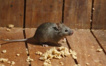 Alerta por hantavirus: murió una mujer en Chubut y es el segundo caso en una semana