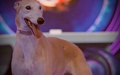 La historia de Paris, la perrita que ingresó a revolucionar Gran Hermano