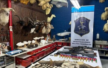 Allanaron un taller clandestino de taxidermia en Berazategui