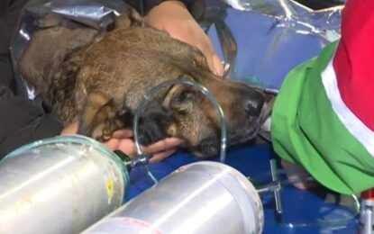 Así asistieron a «Malón», un perro de 12 años afectado por el incendio en San Telmo