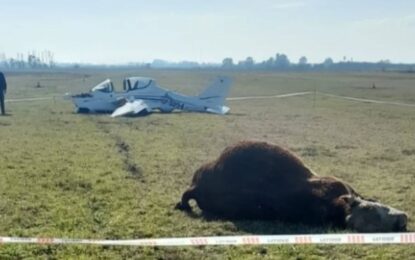 Insólito accidente en Chivilcoy: una avioneta chocó contra un toro durante el aterrizaje