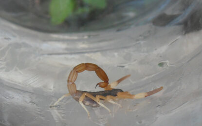 Escorpiones venenosos en zonas urbanas hasta ahora libres: lo que revela un estudio del CONICET