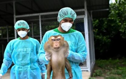 Un nuevo hospital: trata desde monos explotados hasta elefantes maltratados
