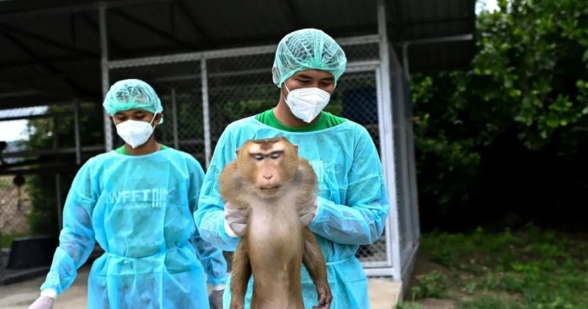 un-nuevo-hospital:-trata-desde-monos-explotados-hasta-elefantes-maltratados