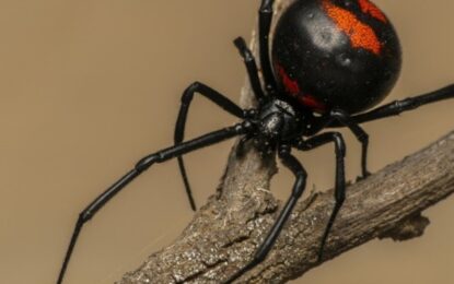 La lista definitiva de las arañas más venenosas según National Geographic: pueden causar la muerte de una persona