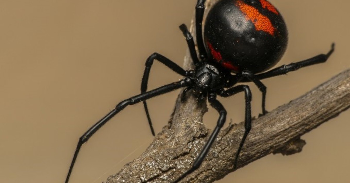 la-lista-definitiva-de-las-aranas-mas-venenosas-segun-national-geographic:-pueden-causar-la-muerte-de-una-persona
