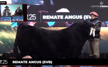 Pagaron 115 millones de pesos por un toro dos años menor en la Expo Rural de Palermo