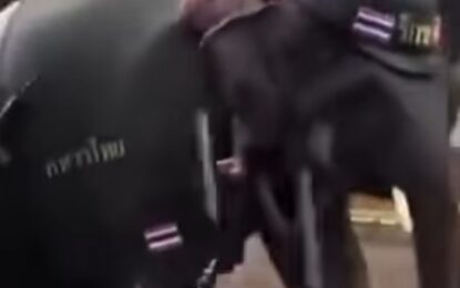 Filmaron a un elefante armado y con casco en una marcha