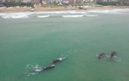 Mar del Plata: las ballenas dieron un show en la costa que sorprendió a más de un desprevenido