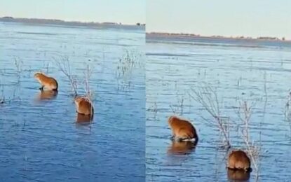 Corrientes: carpinchos patinan sobre hielo en los Esteros del Iberá por el frío extremo