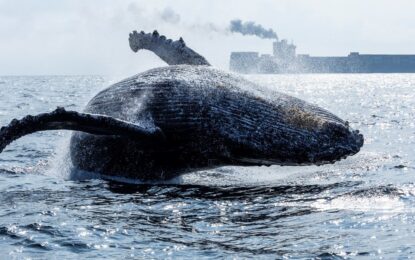 Silencio que preocupa en el océano: los científicos resuelven el misterio del canto de las ballenas azules