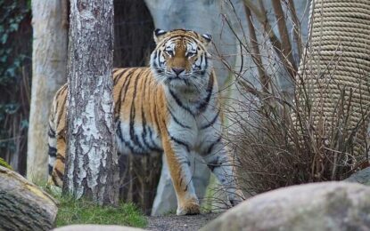Un zoo sacrificó a tres cachorros de tigre abandonados por su madre