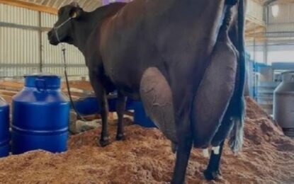 La vaca que batió récords: produjo 343 litros de leche en 3 días