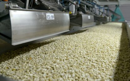 Argentina lidera el mercado mundial de maní: el sector, que se concentra en Córdoba, exporta por más de US$ 1.000 millones por año