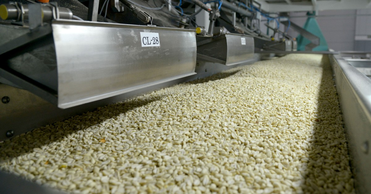 argentina-lidera-el-mercado-mundial-de-mani:-el-sector,-que-se-concentra-en-cordoba,-exporta-por-mas-de-us$-1.000-millones-por-ano