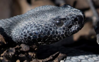 Un excursionista muere tras ser mordido por una serpiente cascabel en un parque