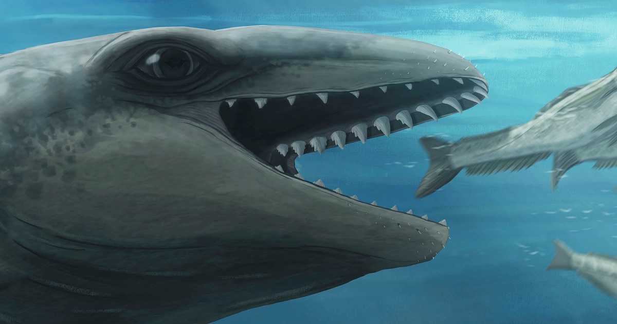 cientificos-descubrieron-una-antigua-ballena-con-cara-de-pokemon-y-mordedura-de-depredador-–-infobae