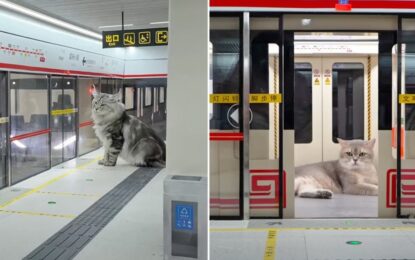 Fabuloso: un joven construyó un subte con estación incluida para gatos