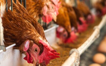 Argentina suspendió las exportaciones de productos aviares tras la confirmación de un caso de influenza aviar en Buenos Aires
