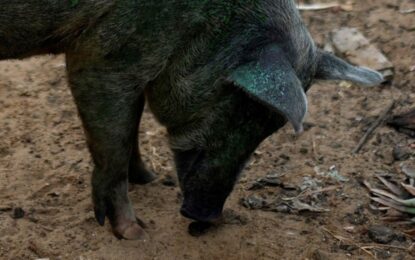 Hallan cerdos con carne azul neón y revelan un peligro oculto