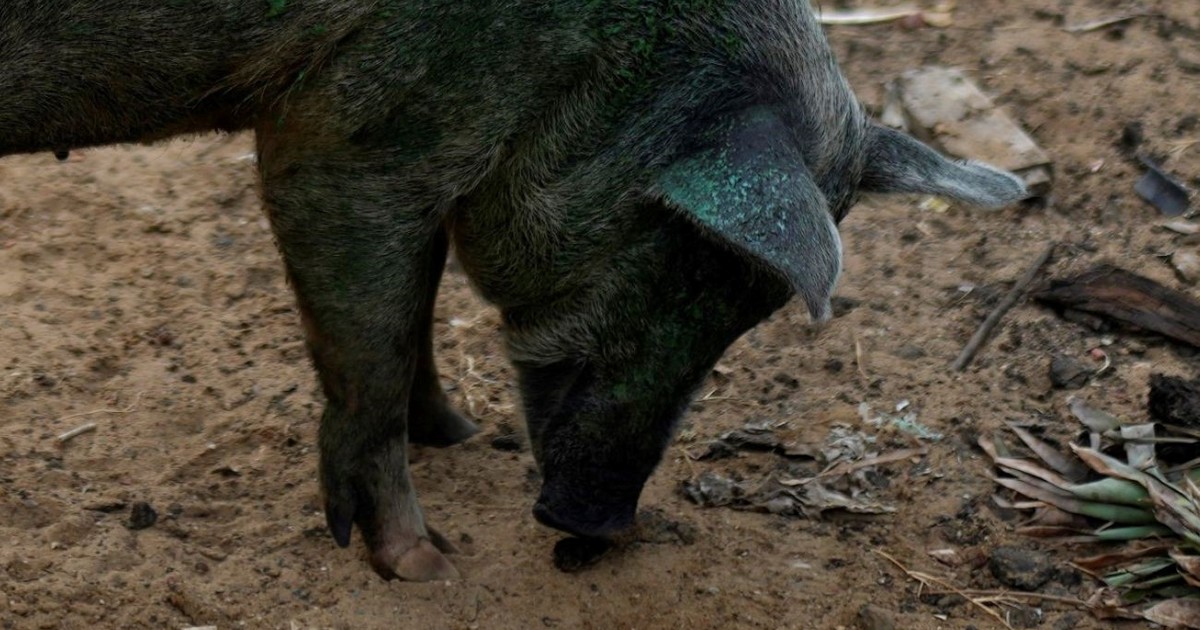 hallan-cerdos-con-carne-azul-neon-y-revelan-un-peligro-oculto