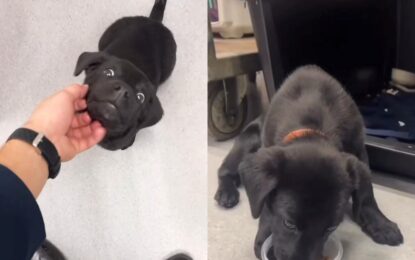 No pudo embarcar con su perro y lo abandonó en el aeropuerto: trabajadores de la terminal aérea lo adoptaron