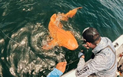 Un extraño tiburón naranja apareció en el Caribe: «Era demasiado poderoso»