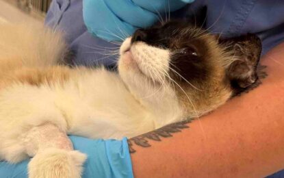 Coco, el gato que recibió un disparo en un tiroteo y ahora lucha por volver a caminar