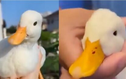 Un perro trajo un pato a su casa y se convirtió en el mejor amigo de la familia