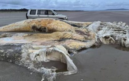 Hallaron el cadáver de una gigantesca y misteriosa criatura marina