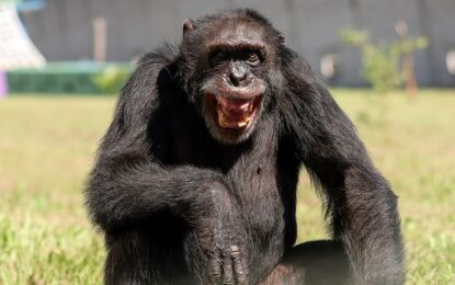 Un estudio revela que los chimpancés consumen el equivalente a dos o tres vasos de cerveza al día