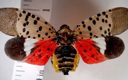 Una extraña plaga invadió Washington: había tantos insectos que los radares atmosféricos los confundieron con un fenómeno climático