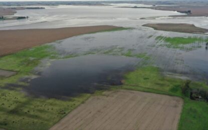 Por las inundaciones y la falta de obras, peligra la producción de trigo