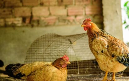 Alarma: detectaron un caso positivo de influenza aviar en aves de traspatio en una de las principales provincias avícolas