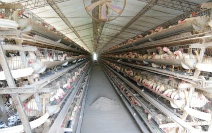Moscas resistentes: detectan mutaciones genéticas que anulan insecticidas en granjas avícolas