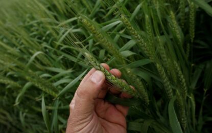 El trigo y la cebada insinúan altos rendimientos, aunque el frío genera alertas