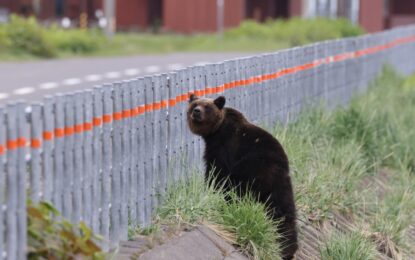Alerta en Japón: tras la muerte de 13 personas, el Gobierno despliega tropas para combatir el ataque de osos