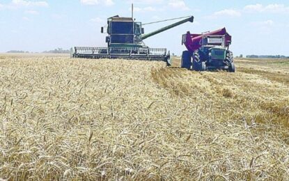 El lado B de la producción récord de trigo: el precio a cosecha es menor al del año pasado