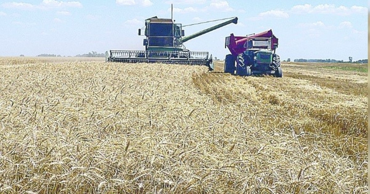 el-lado-b-de-la-produccion-record-de-trigo:-el-precio-a-cosecha-es-menor-al-del-ano-pasado