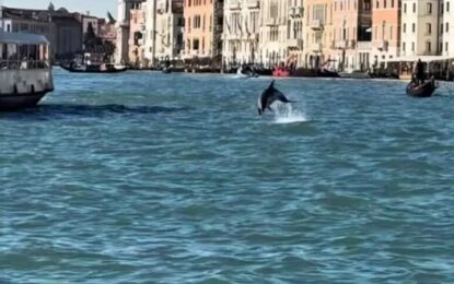 Sorpresa en la laguna de Venecia: apareció un delfín nadando entre barcas y góndolas