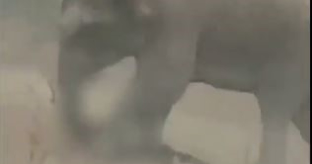 intento-sacarse-una-selfie-con-una-manada-de-elefantes-y-murio-pisoteado:-el-video-de-la-tragedia