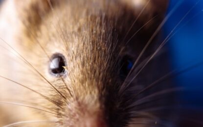 Murió una mujer por hantavirus en Santa Fe y es el tercer caso mortal del año