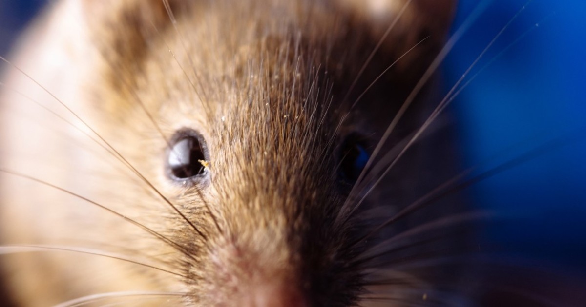 murio-una-mujer-por-hantavirus-en-santa-fe-y-es-el-tercer-caso-mortal-del-ano
