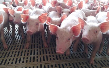 Comprueban las ventajas del uso de efluentes porcinos para la fertilización de la soja