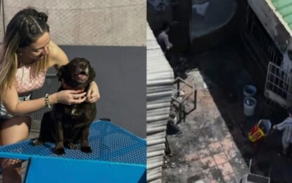 Por culpa de la pirotecnia murieron 11 gatos y 3 perros de una pareja que rescata animales