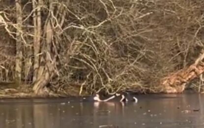 Se arrojó al hielo para salvar a su perro y quedó atrapado: el dramático rescate en un lago congelado